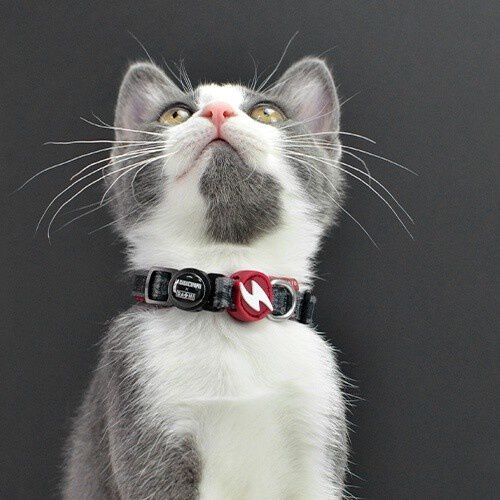Collar La Casa de Papel Melted para gatos, , large Imagen numero 2