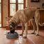 Leeby Comedero Antivoracidad Azul con Relieve de Huella para perros, , large indicador imagen numero 1