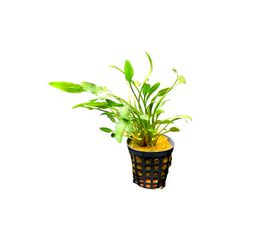 My Shrimp House Cryptocoryne Nevelli planta para acuarios
