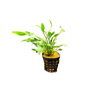My Shrimp House Cryptocoryne Nevelli planta para acuarios