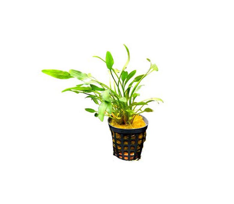 Cryptocoryne Nevelli
