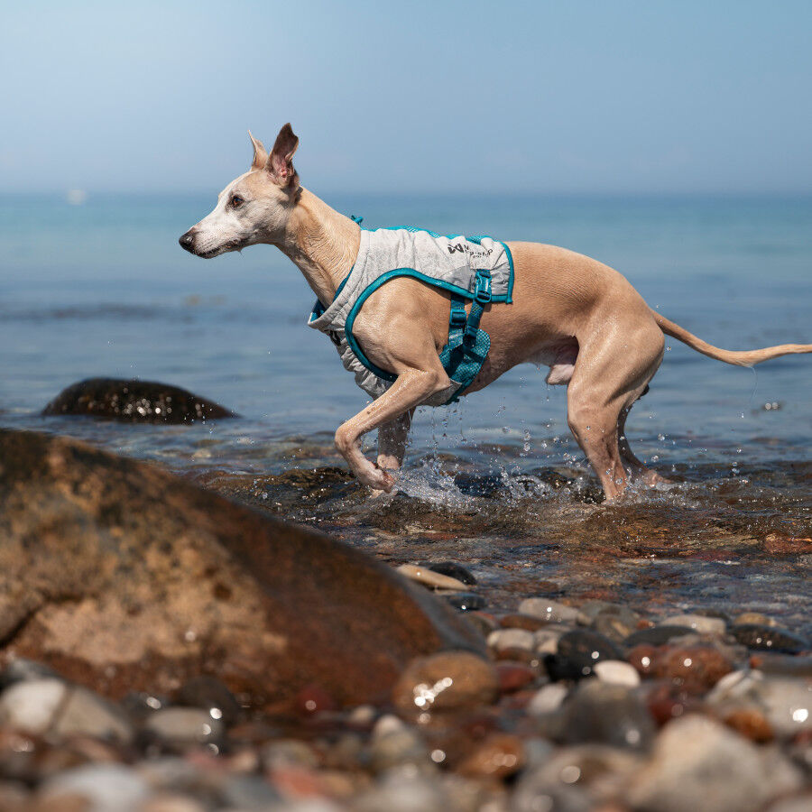 Non-stop Dogwear Chaleco Refrescante Gris y Turquesa para perros, , large Imagen numero 3
