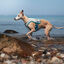 Non-stop Dogwear Chaleco Refrescante Gris y Turquesa para perros, , large indicador imagen numero 3