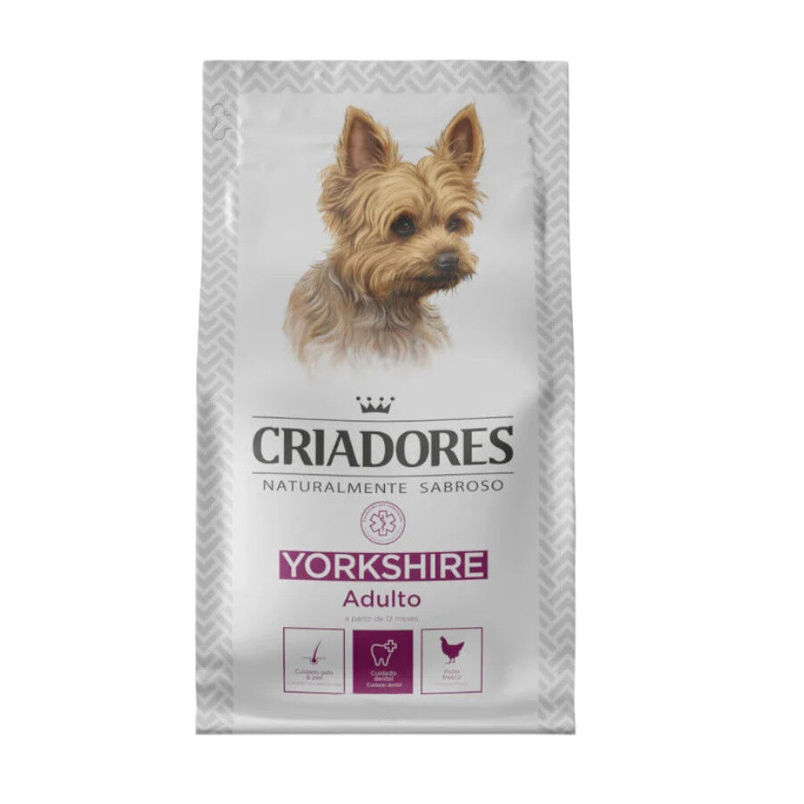 Criadores Yorkshire Terrier pienso para perros thumbnail