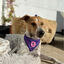 BANDANA FRENCHTOUTOU MORADA, , large indicador imagen numero 3