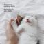Cats.Drops Oil 3% 300mg CBD Neutro, , large indicador imagen numero 4