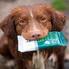 Toallitas antibacterianas Hownd Yup You Stink!, , large image number null