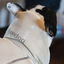 Freedog Abrigo Impermeable Winterhug Beige para perrros, , large indicador imagen numero 4