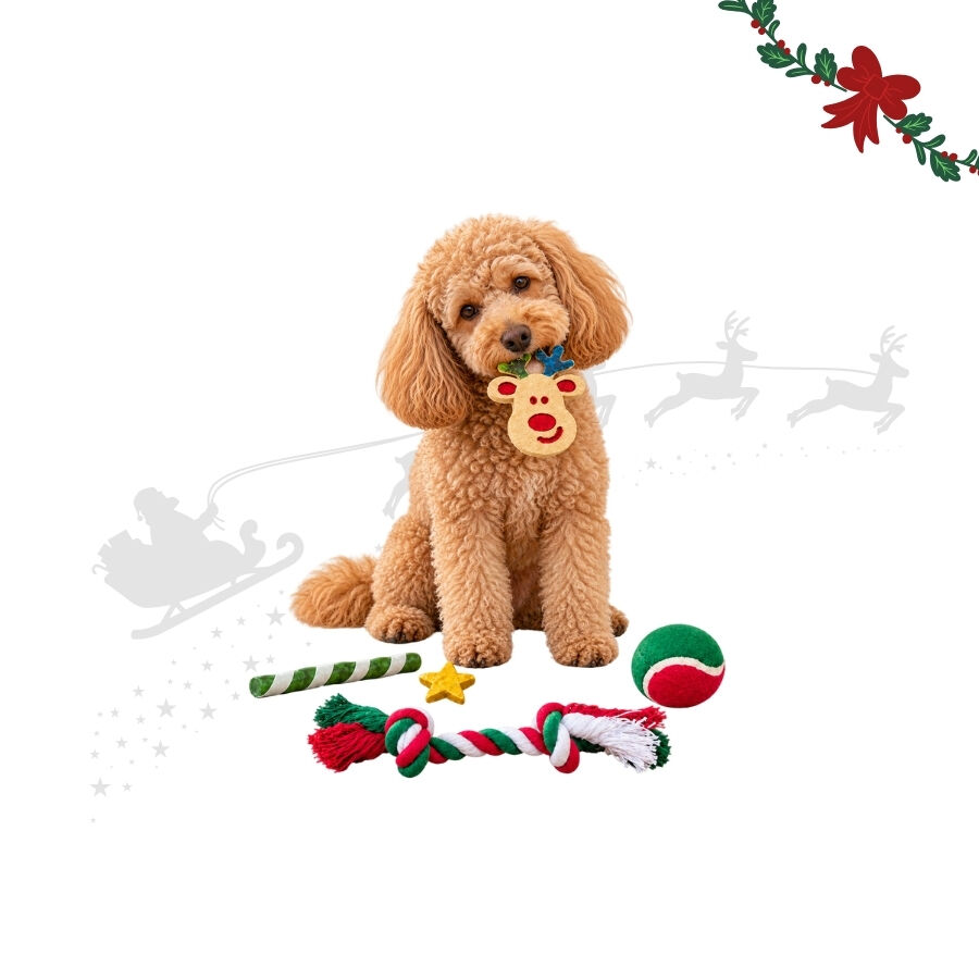 1 pack x 5 uds. Wonder Christmas Caja Snacks y Juguetes para perros, , large Imagen numero 1