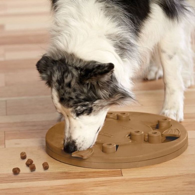 Juguete de inteligencia para perros thumbnail