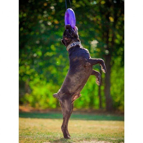 Ferplast puller maxi aro de juguete dental p rpura para perros