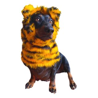 Puppies & Pom Poms Gorro Bufanda Tigre para perros