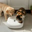 All For Paws Lifestyle Comedero Automático Blanco para perros y gatos, , large indicador imagen numero 1
