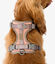 Pet and Co Set De Arnés y Correa Rosa Polvo Rex - Perros, , large indicador imagen numero 3