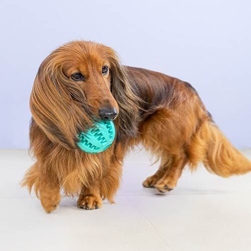 Pelota limpia dientes PELOTA LIMPIA DIENTES S, , large Imagen numero 4