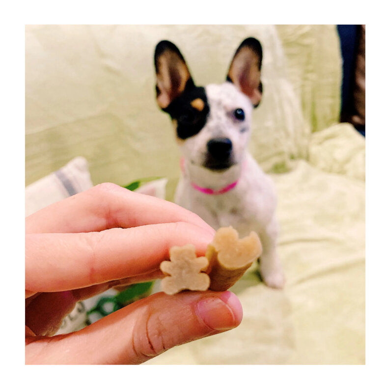 Whimzees Snacks Dentales Naturales para cachorros, , large image number null