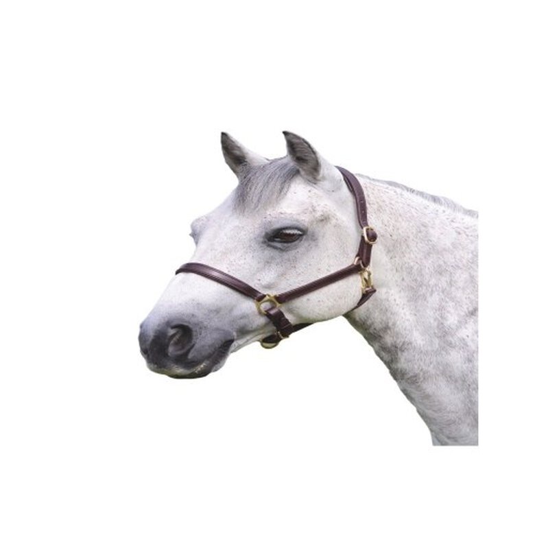 Blenheim Cabezada de Cuero Ragley Habana para caballos, , large image number null