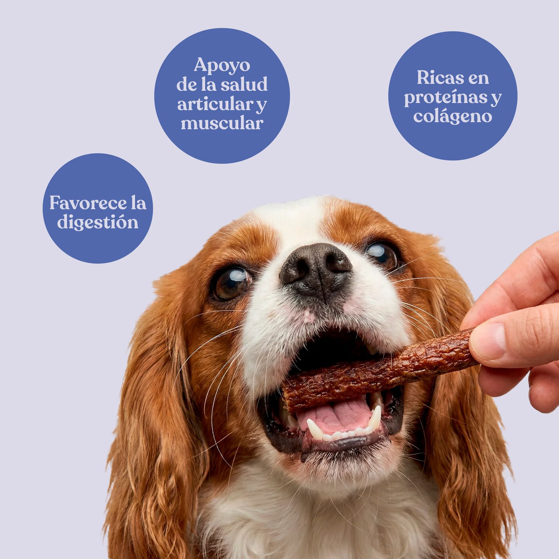 dr. bimix Barritas de 92% Conejo con Patata y Romero para Perros 500g, , large Imagen numero 2