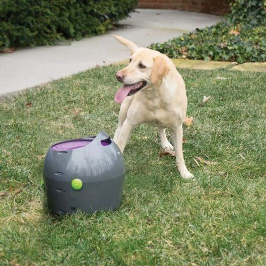 Lanzador de pelotas automático para perros color Gris, , large image number null