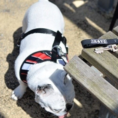 Llavero dashi original color Amarillo thumbnail