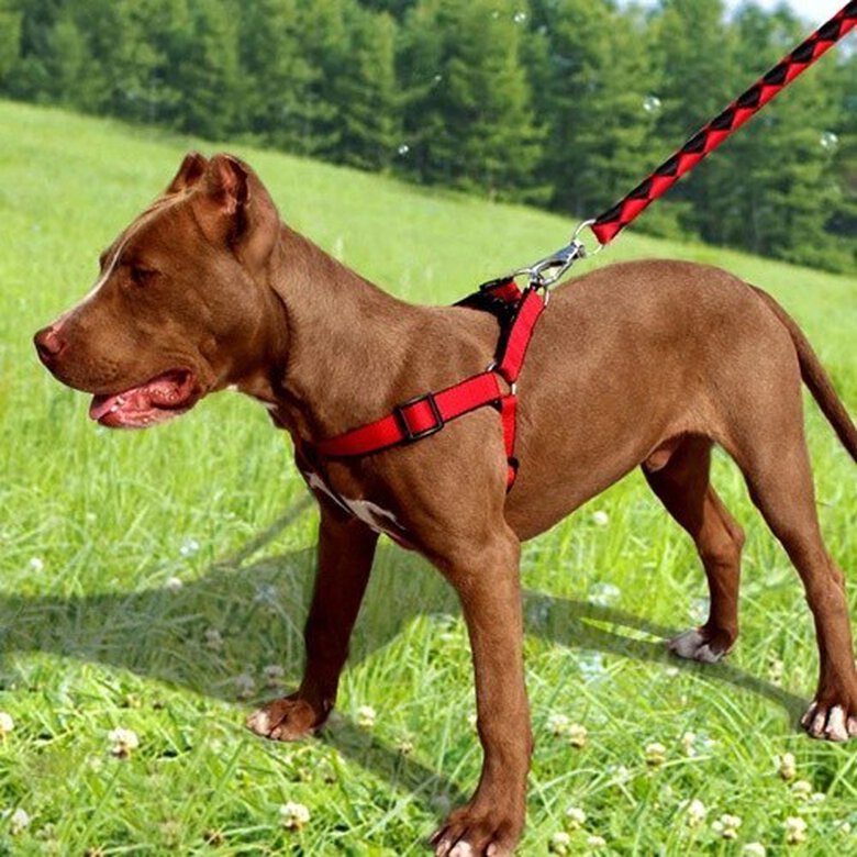 Correa corta MyPetCare para perro color Rojo, , large image number null