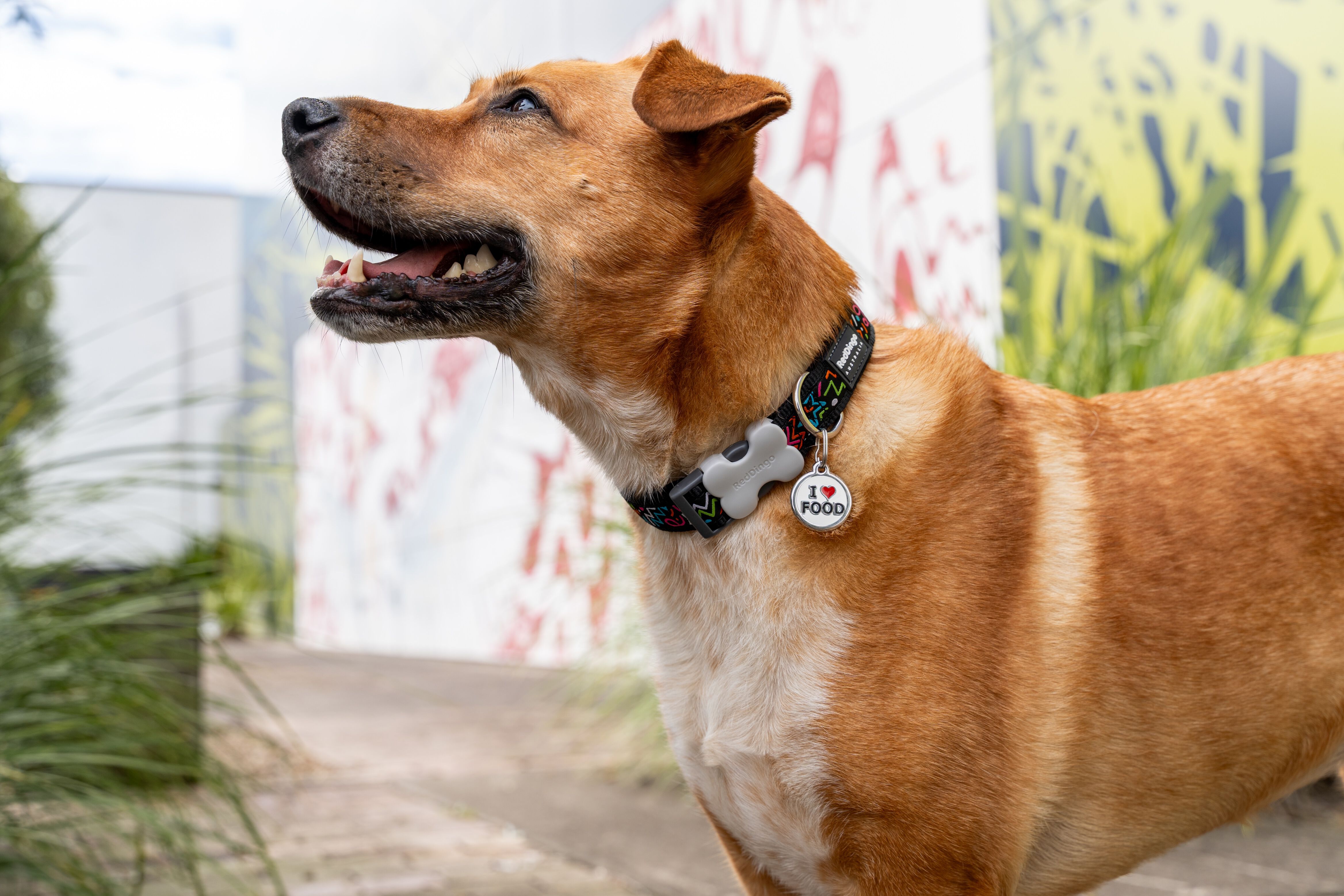 Red Dingo Placa identificativa Acero Inoxidable Blanca para perros y gatos thumbnail