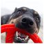juguete interactivo para perros BIONIC Toss-N-Tug Ring, 22,7 cm, , large indicador imagen numero 4