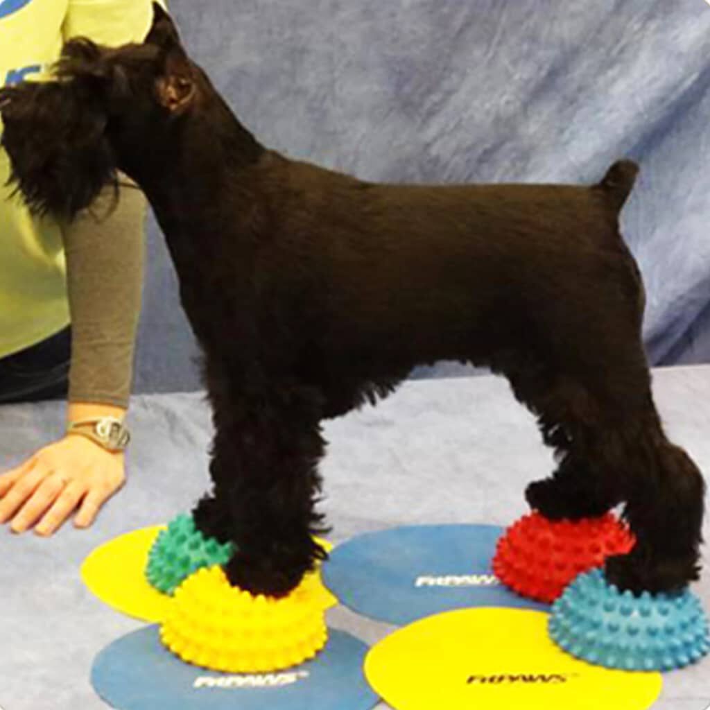 FitPAWS Accesorios de equilibrio para patas de mascotas 4 unidades, , large Imagen numero 2