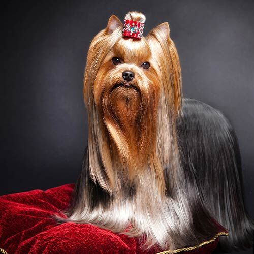 S&eacute;rum protecci&oacute;n y brillo, , large Imagen numero 3