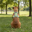 All For Paws K-Nite Arn&eacute;s con Luz para perros, , large indicador imagen numero 2