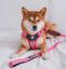 Arn&eacute;s CountryFox&trade; Pro &bull; Rosa, , large indicador imagen numero 3