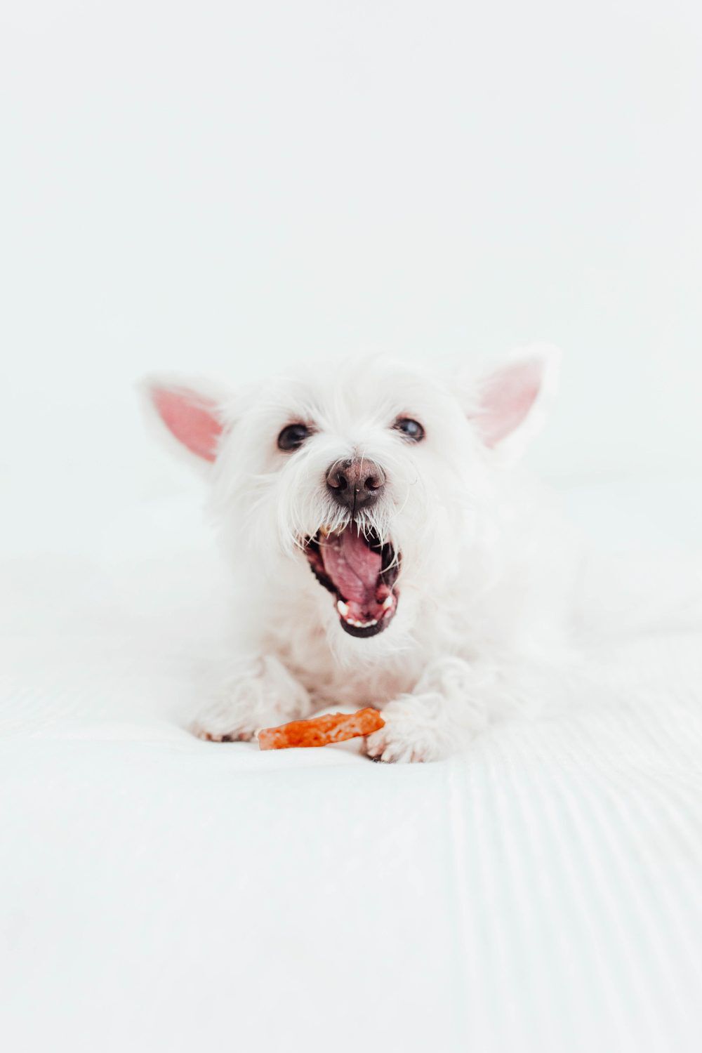 BIMORDISCOS Filetes de Pato para Perros y Gatos, , large Imagen numero 5