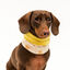Outech Bufanda Rock para perros, , large indicador imagen numero 3