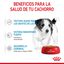 85 g Royal Canin Mini Puppy sobre en salsa, , large indicador imagen numero 4