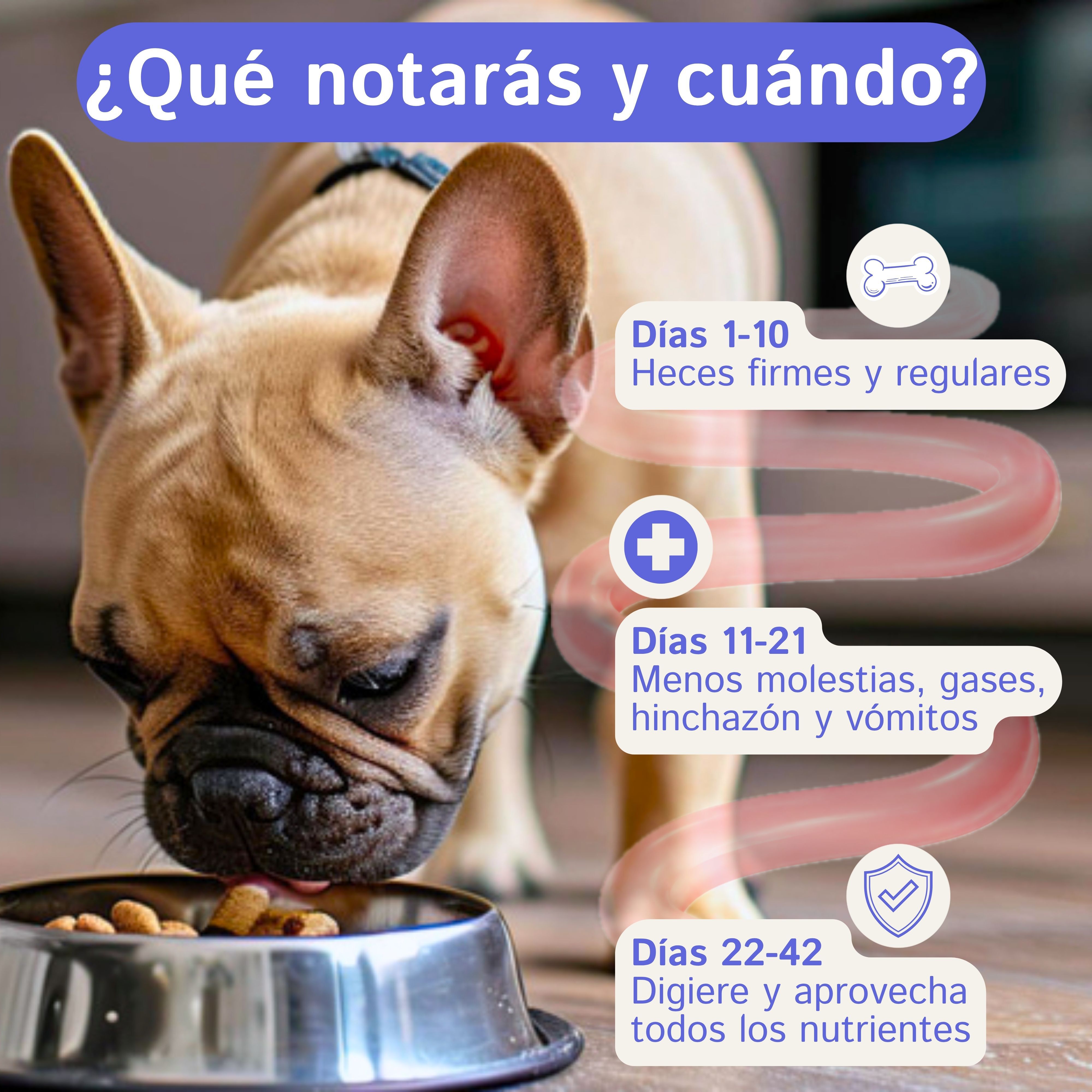 Digesti&oacute;n Pre + Probi&oacute;ticos Perros, 200 Uds, 100% Natural con 5 Billones UFC Enzimas y Fibra Suplemento Perro Hecho en Espa&ntilde;a Combate Diarrea V&oacute;mitos Gases para Flora Intestinal Salud Digestiva Pollo, , large Imagen numero 3