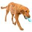 Juguete dispensador de premios para perros color Azul, , large indicador imagen numero 5