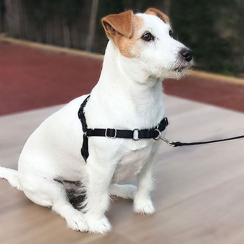 Ibañez Stop-Pulling Arnés y Correa Antitirones negra para perros thumbnail