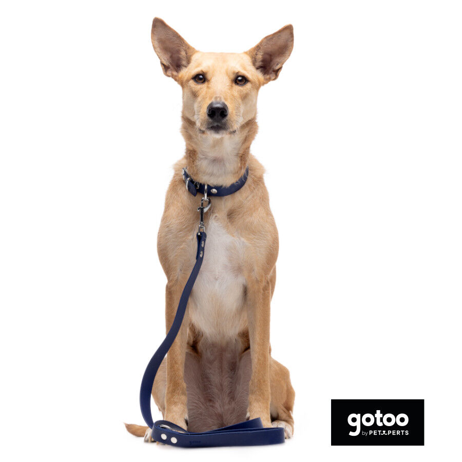 Gotoo Collar Biothane azul para perros, , large Imagen numero 7
