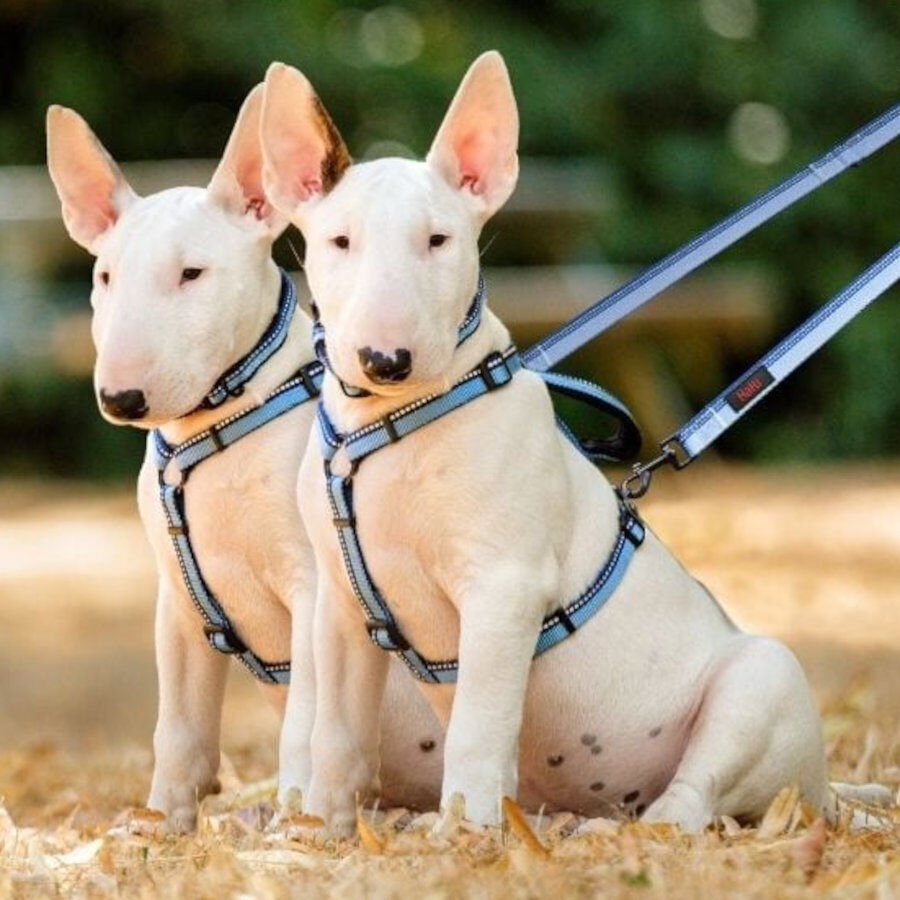 Halti correa de doble enganche morada para perros, , large Imagen numero 3