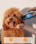 Oneisall Dog Groomer DTJ-002 CW01138, , large indicador imagen numero 4