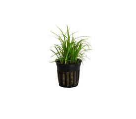 My Shrimp House Cyperus helferi planta para acuarios