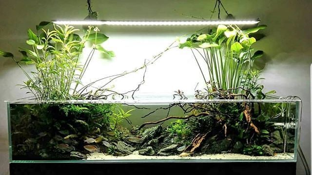 Akkua Aquariums acuario para peces thumbnail