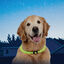 Nite Ize Nite Howl Collar Led Verde para perros, , large indicador imagen numero 2