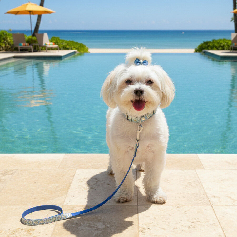 Summer Vibes Pack Correa y Collar Dolce Vita para perros, , large Imagen numero 4