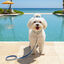 Summer Vibes Pack Correa y Collar Dolce Vita para perros, , large indicador imagen numero 4