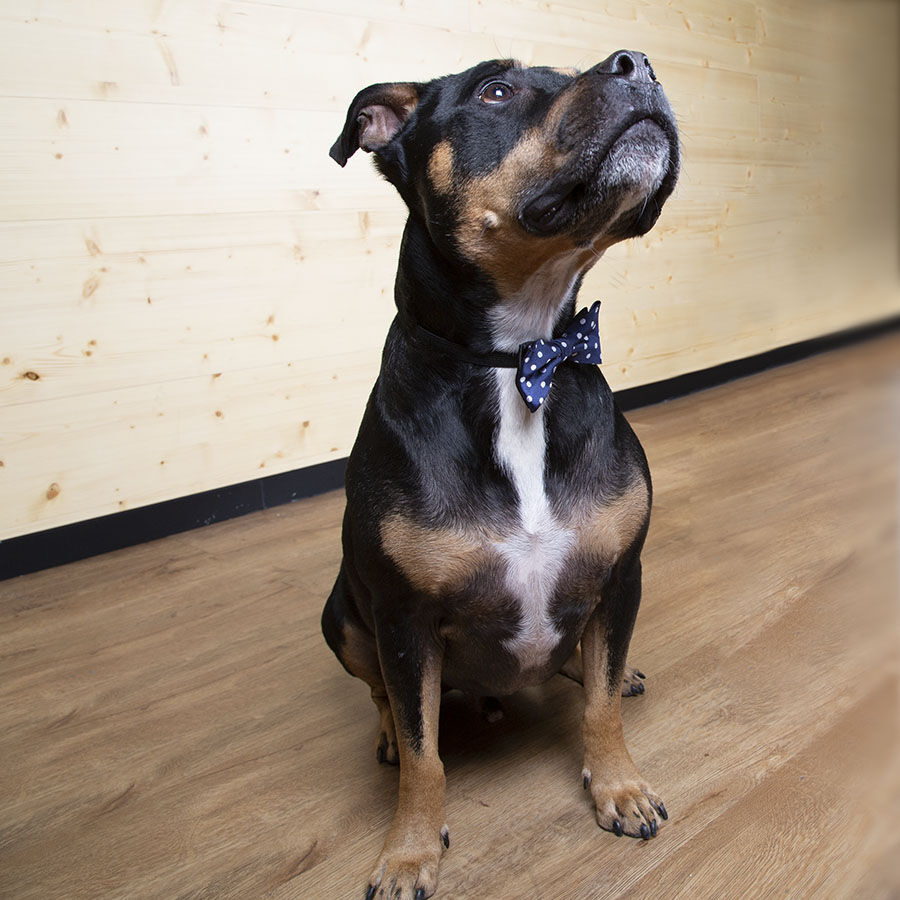 Wonder Christmas Comet Pajarita Azul para perros thumbnail