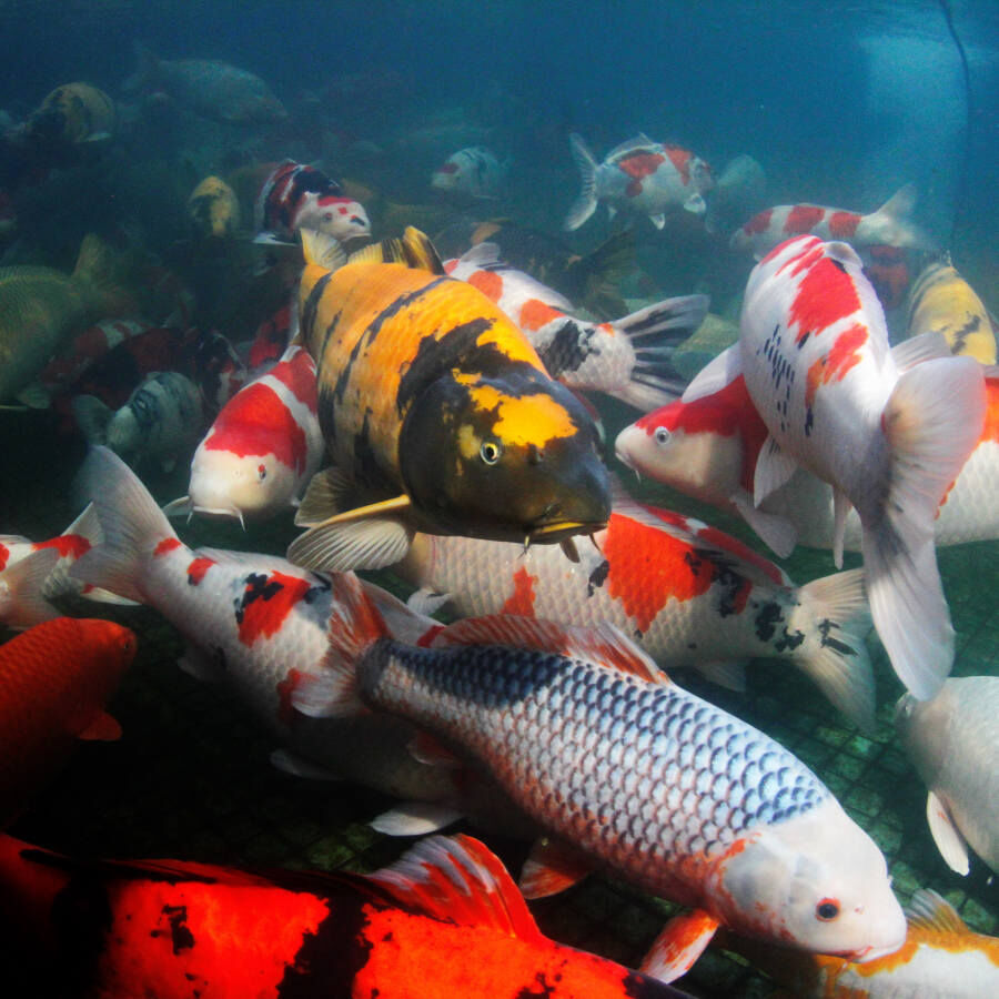 JBL ProPond Flakes alimento para peces thumbnail