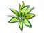 Planta Aglaonema de decoración para terrarios, , large indicador imagen numero 2