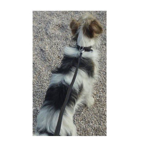 Yago Collar de Cuero para perros, , large Imagen numero 3