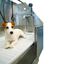 Bañera para perros apta para peluquerías caninas Ibáñez de Acero Inoxidable Niágara con Puerta, , large indicador imagen numero 3